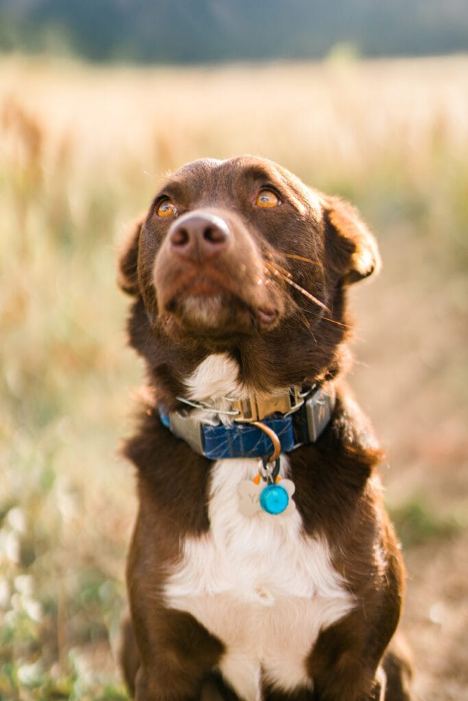 fall pet photo of a dog in a field at Chautauqua park in boulder Colorado