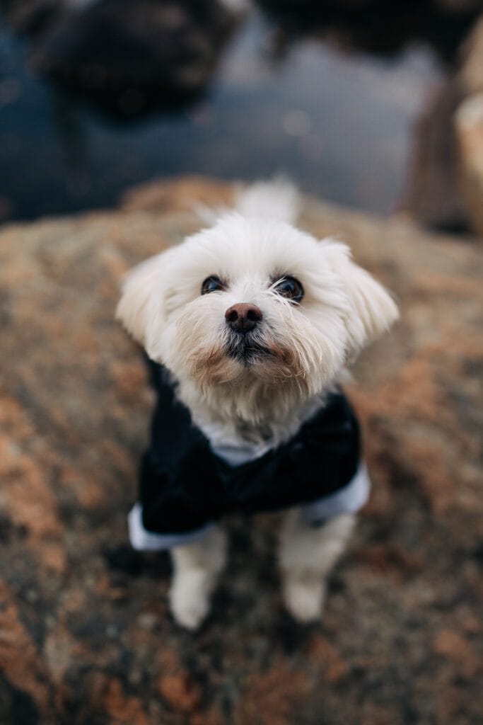 A small, fluffy white dog wearing a black tuxedo looks up toward the camera while standing on a large rock outdoors.