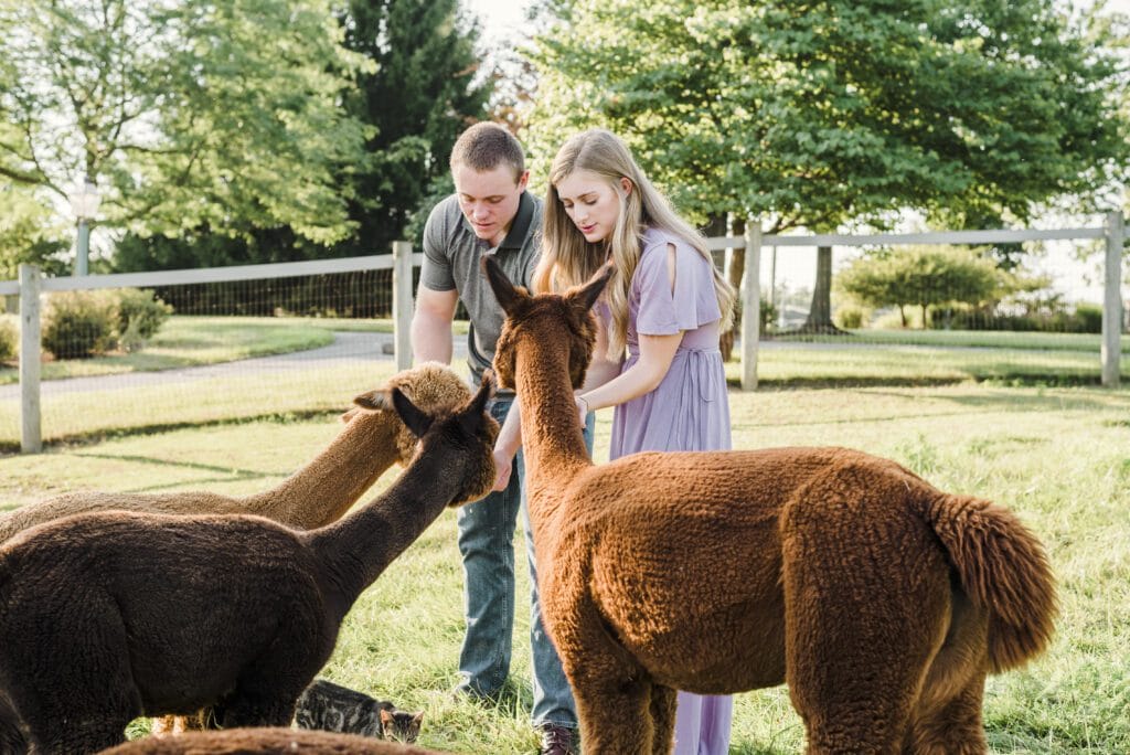 colorado couples photoshoot at an alpaca ranch 