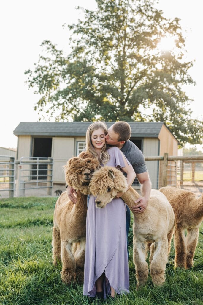 boyfriend kissing girlfriend on the cheek while they pet alpacas during their couples photoshoot