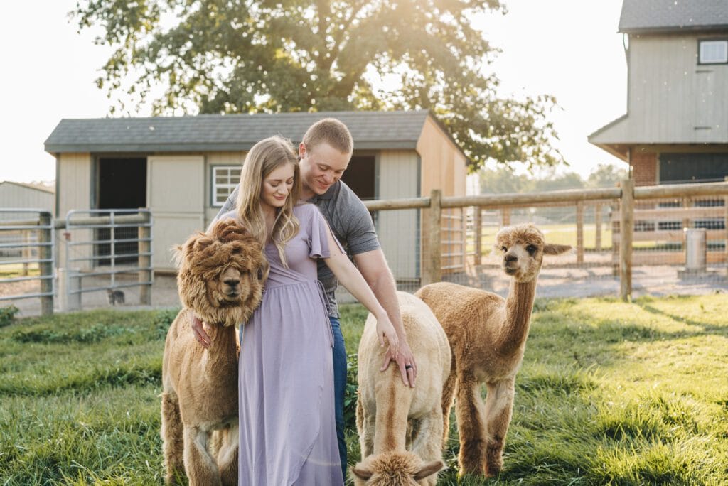 A couple stands in a grassy yard, smiling and petting their alpaca companions. The woman wears a lavender dress as the man stands behind her. Sunlight filters through trees onto two sheds and a fence—an idyllic scene for couples photoshoots.
