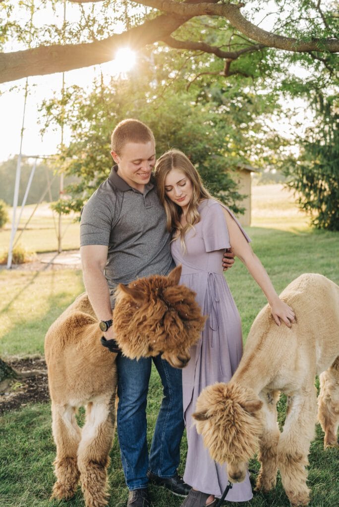 A couple stands outdoors under a tree at sunset, smiling and gently petting two fluffy alpacas. The woman wears a light purple dress, and the man wears a gray shirt and jeans. The scene is warm and serene.