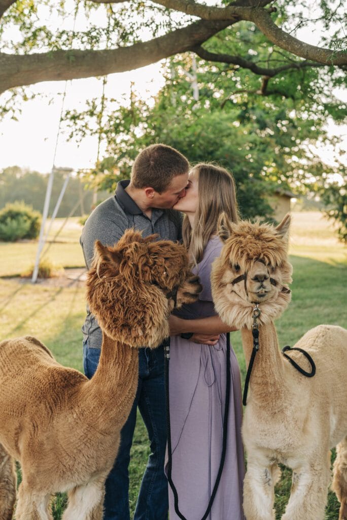 A couple kisses under a tree while holding leashes of two alpacas in a grassy outdoor setting, with sunlight filtering through the leaves.