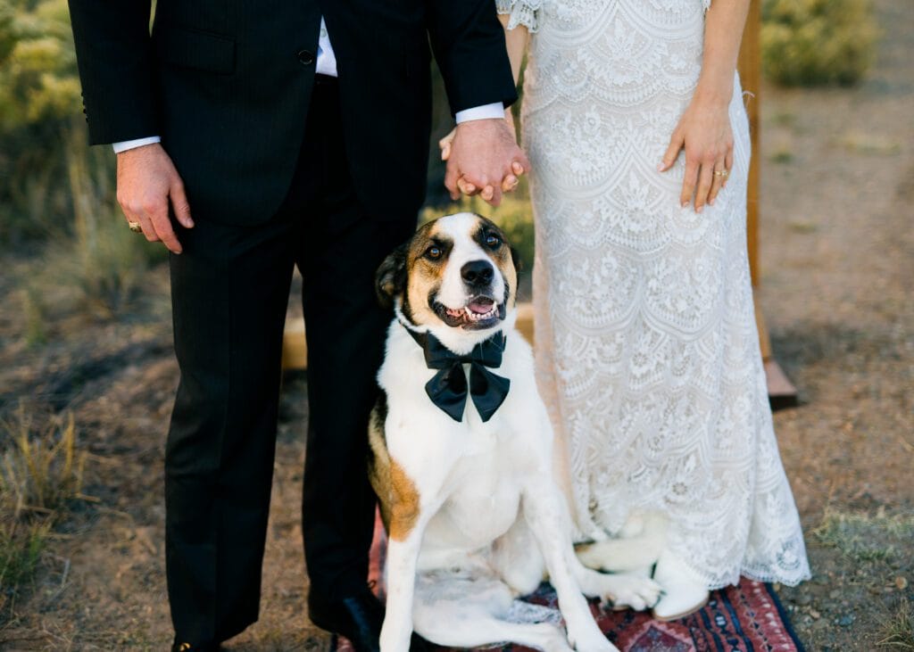 A dog wearing a black bow tie sits between a bride in a white lace dress and a groom in a black suit, holding hands outdoors on a rug.